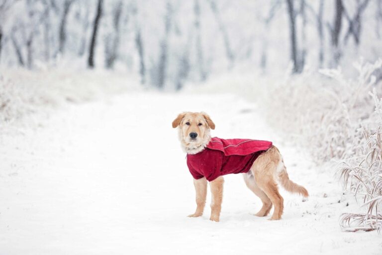 Dog wearing jacket to protect against winter cold weather