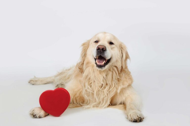Dog next to red heart