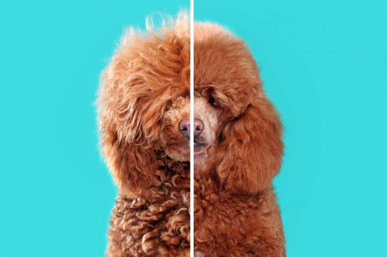 Comparison of a poodle before and after a haircut with a blue background