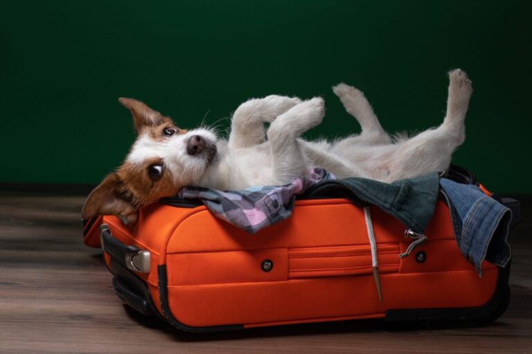 Small dog laying on top of orange suitcase.