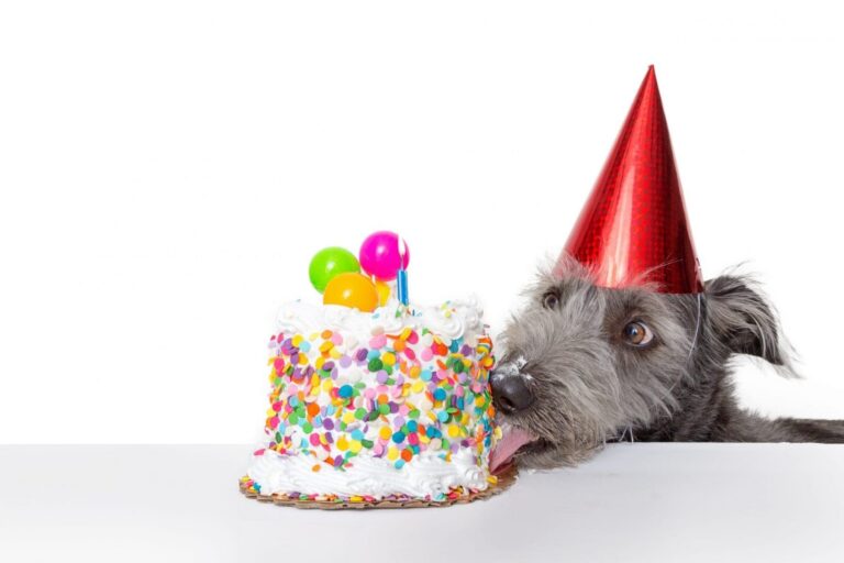 Dog with party hat licking birthday cake