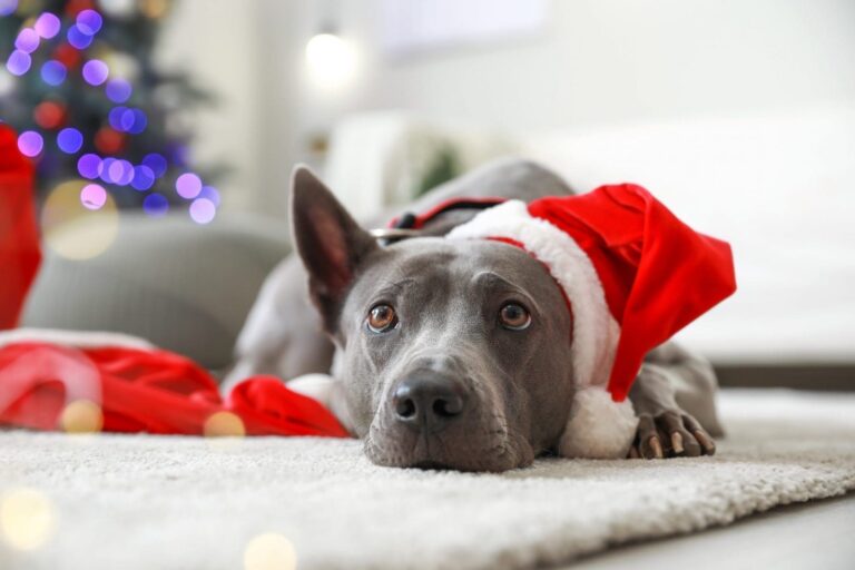 Cute dog with Santa hat in room decorated for Christmas