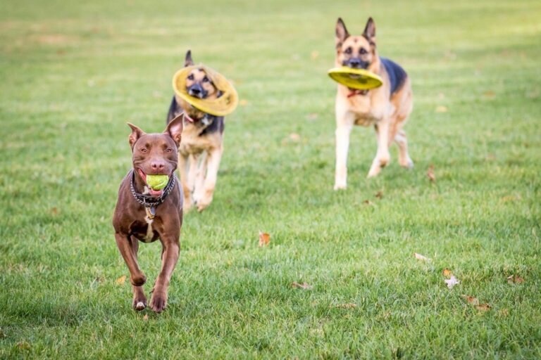 3 dogs in a grass field running with toys in their mouths.