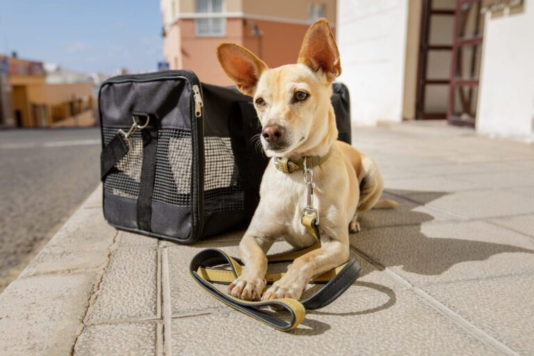 Chihuahua dog in transport bag or box ready to travel as pet in cabin in plane or airplane as a passenger