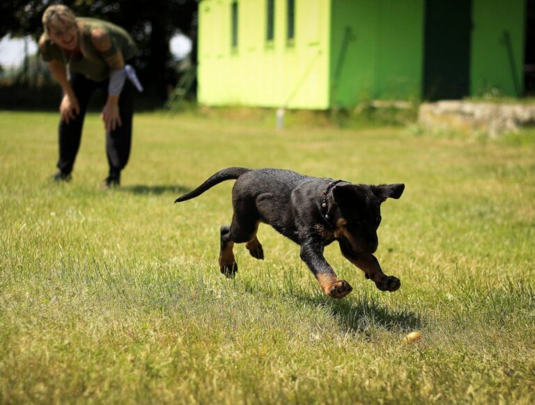 Dog playing in yard with person