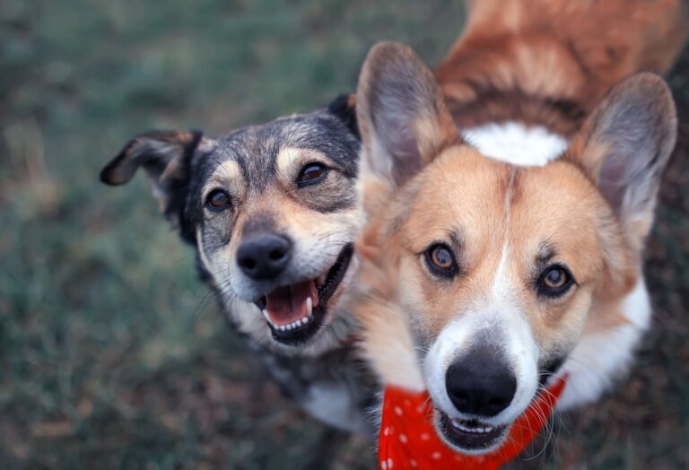 Two dogs smiling at the camera