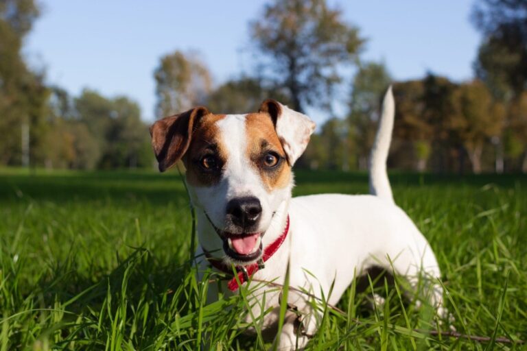 Happy dog outside in grass