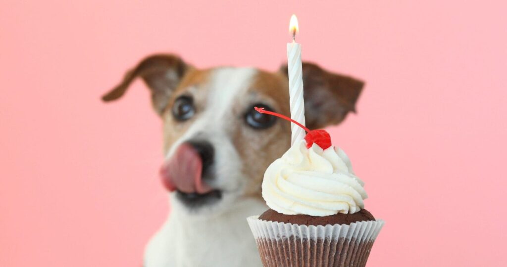 Jack Russel terrier licking his snout looking at a cupcake