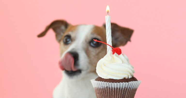 Jack Russel terrier licking his snout looking at a cupcake