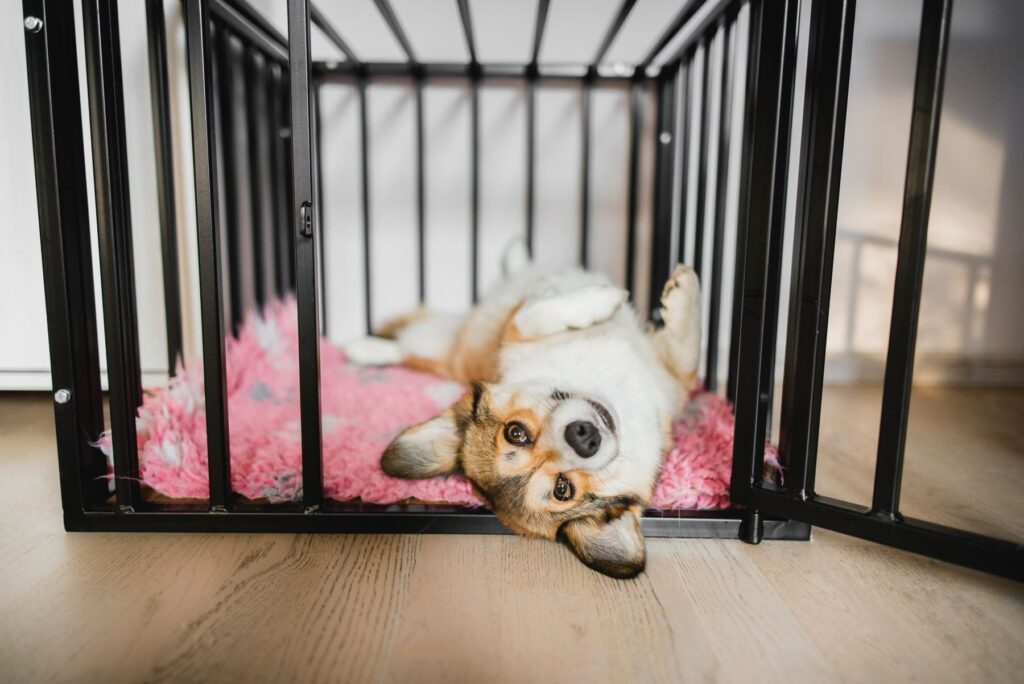 Small corgi dog on its back on a pink bed in its cage on wooden floor