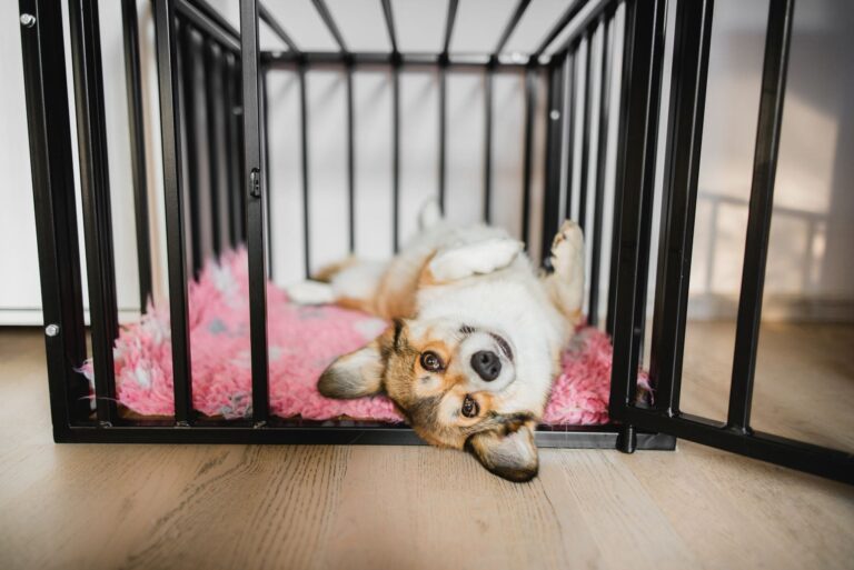 Small corgi dog on its back on a pink bed in its cage on wooden floor