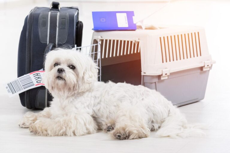 little dog waiting at the airport after a long journey with airline cargo pet carrier and his owner luggage in the background