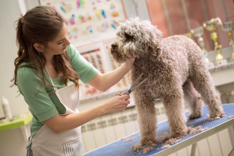 Woman trimming dog's fur with scissors