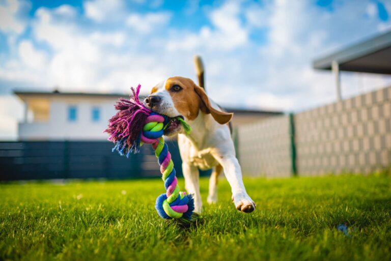 Beagle dog with toy rope in its mouth outside