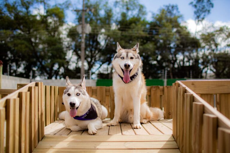 Two husky dogs together on wood platform