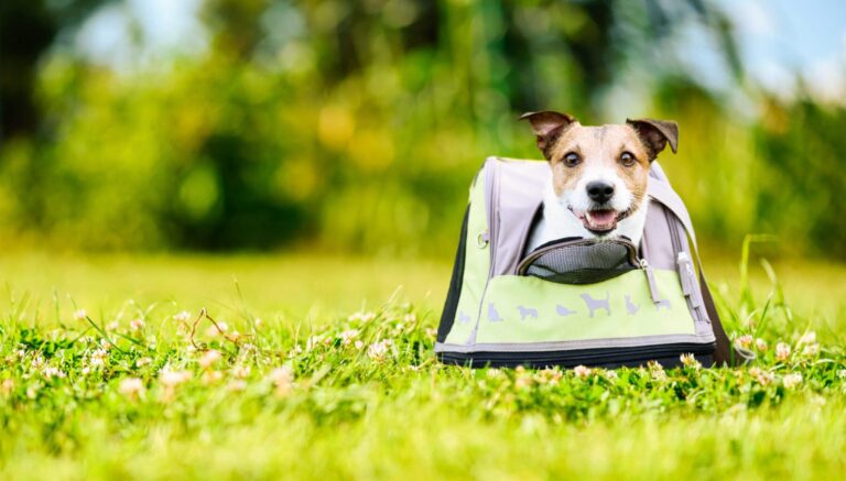 Doggy daycare with small happy pet looking out of carrier