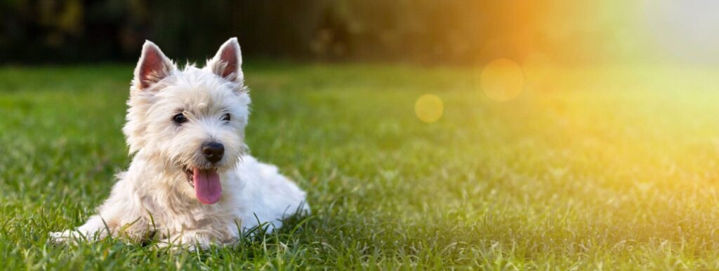 Small dog lying in grass outside