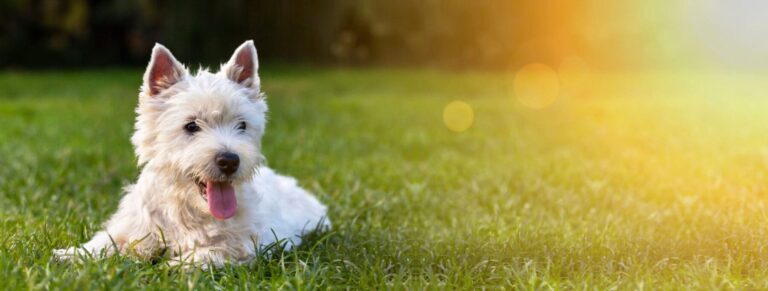 Small dog lying in grass outside