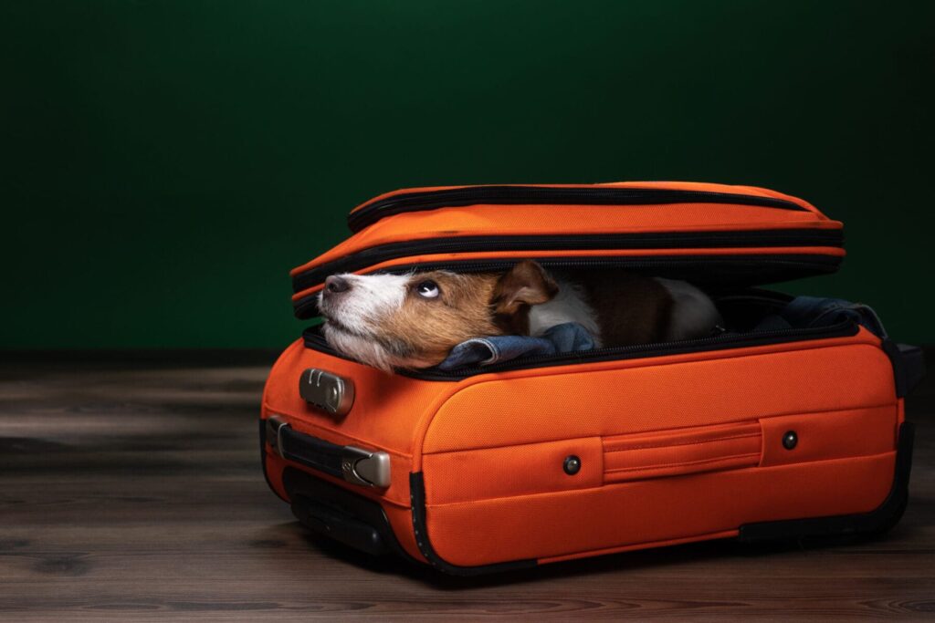 dog peeks out of a suitcase. little Jack Russell Terrier is about to travel for overnight dog boarding