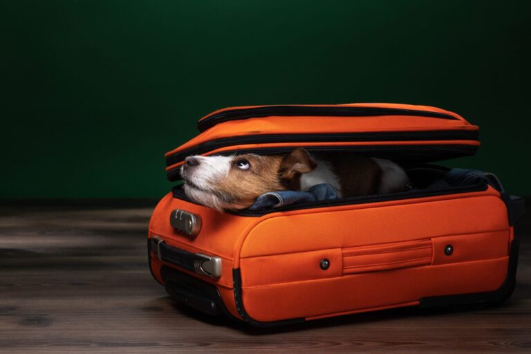 dog peeks out of a suitcase. little Jack Russell Terrier is about to travel for overnight dog boarding