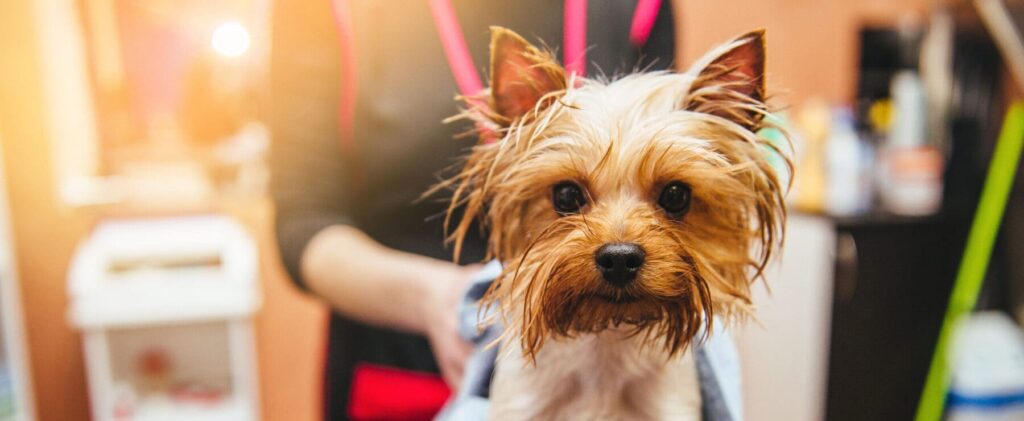 Yorkshire terrier stands on the table getting is fur blow dried