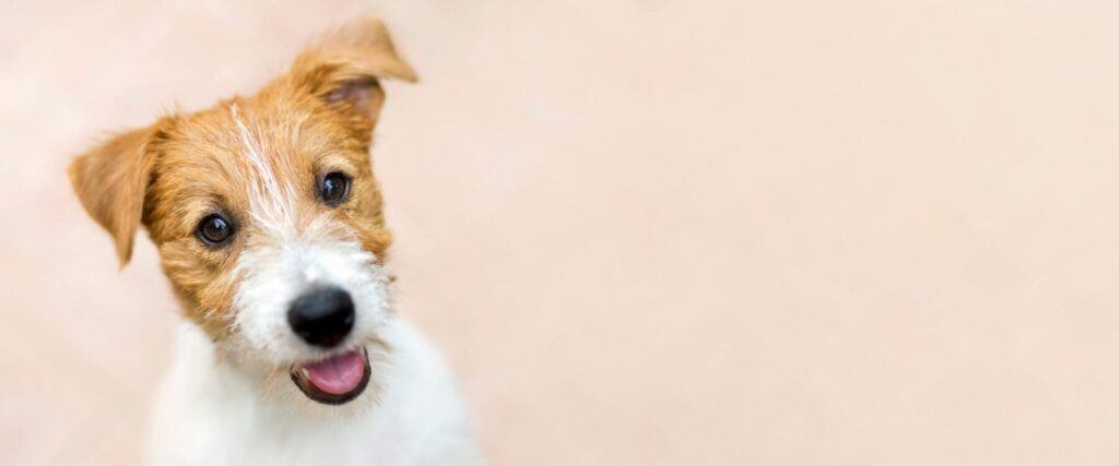 Happy dog headshot with cream colored background