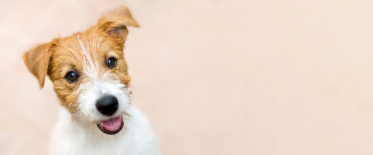 Happy dog headshot with cream colored background