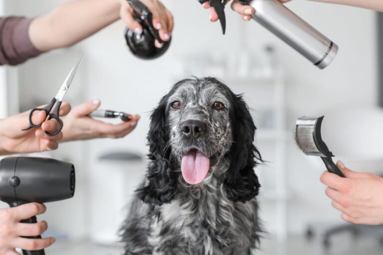 Cute dog surrounded by groomers with tools in salon