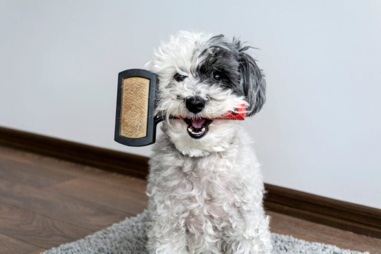 Dog sitting with a brush in its mouth