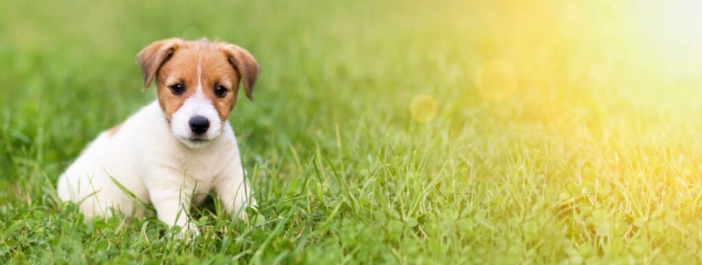 Happy puppy sitting in the grass