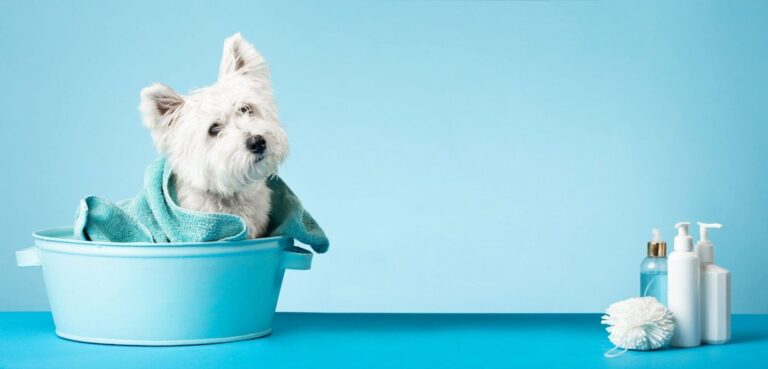 Small white dog in blue tub with blue background