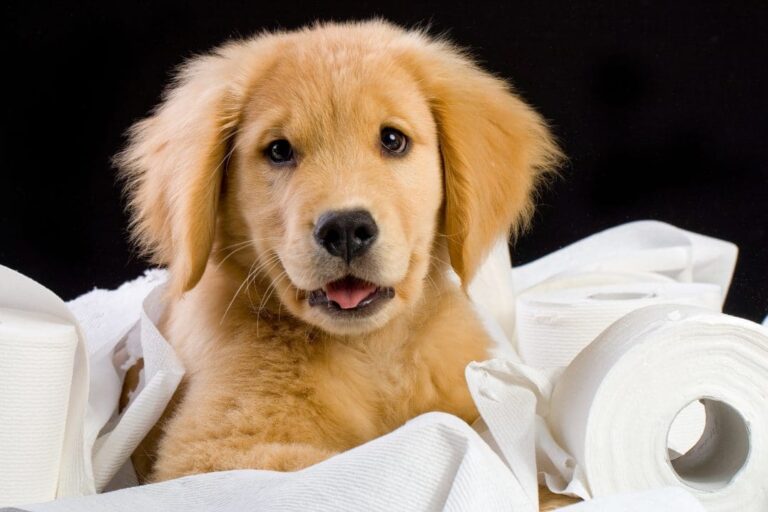 Small golden retriever puppy in a pile of toilet paper