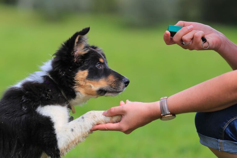 Puppy holding out paw for person to grab
