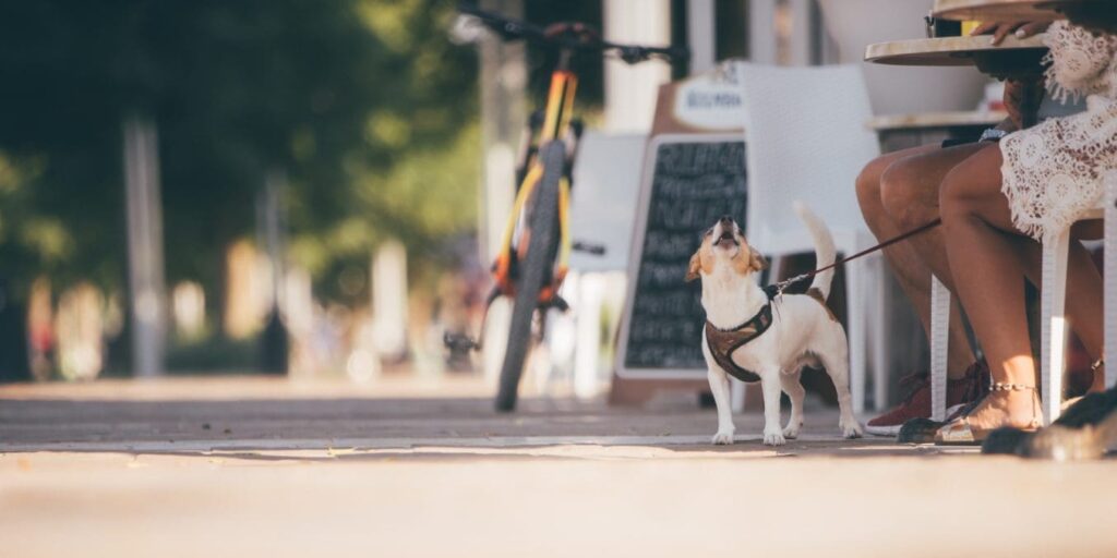 Small dog on a leash while owner eats at a cafe