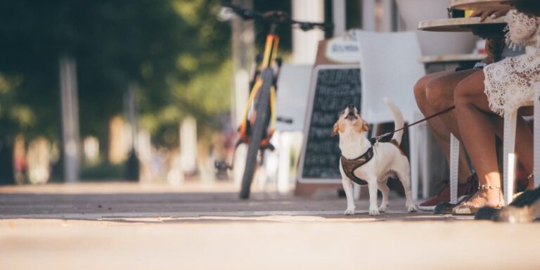 Small dog on a leash while owner eats at a cafe