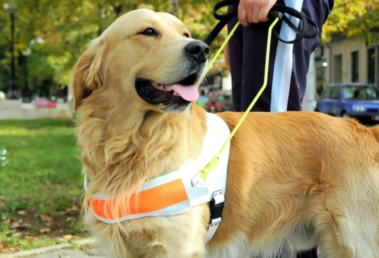 Golden retriever wearing a seeing eye harness