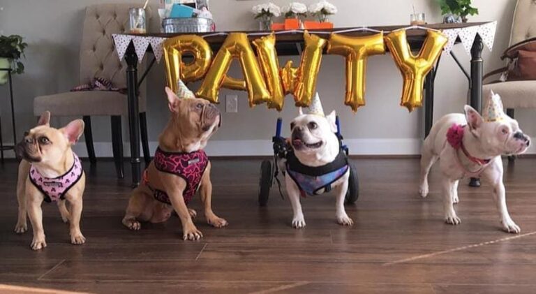 What is a Dog Birthday Party
