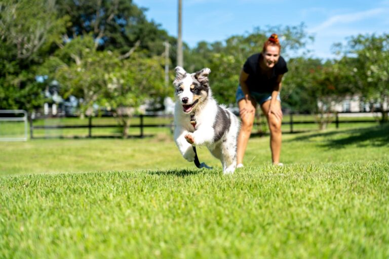 Dog running in field with woman standing behind
