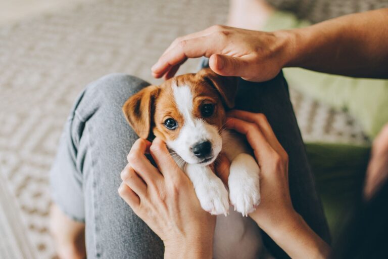 Puppy in person's lap getting pet by people