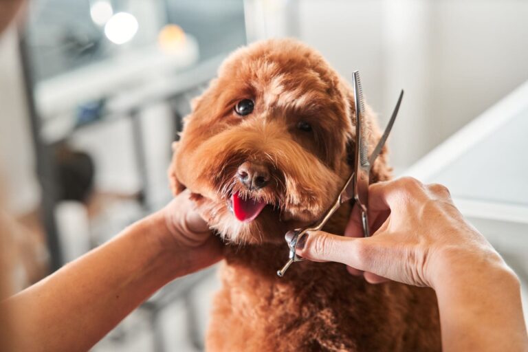 Dog with brown fur getting its fur cut with scissors by someone off camera