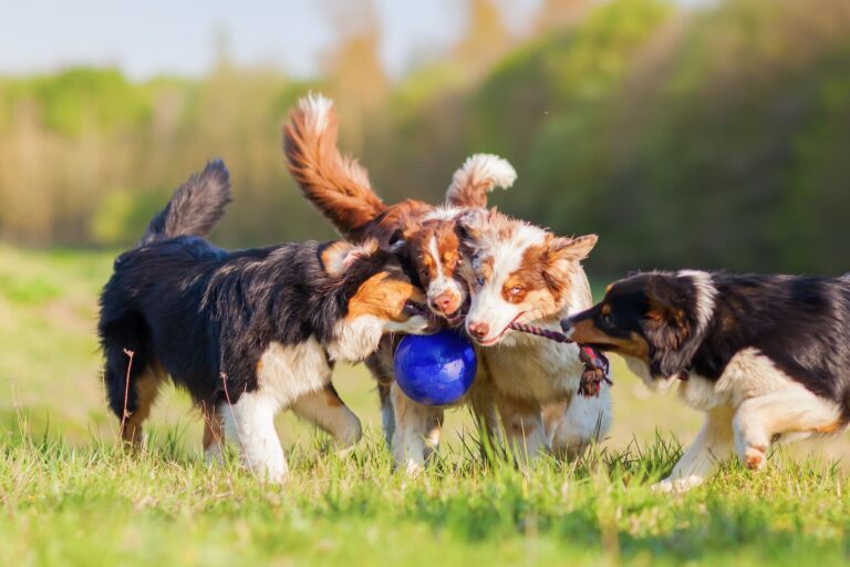 Picture of four Australian Shepherd pulling at a ball.
