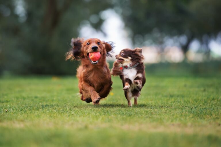 Two adorable small dogs playing outdoors together