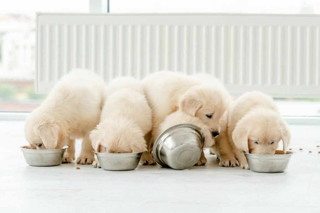 Cute retriever puppies eating from bowls at home.