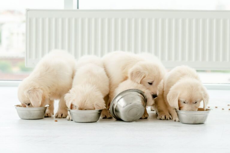 Cute retriever puppies eating from bowls at home.
