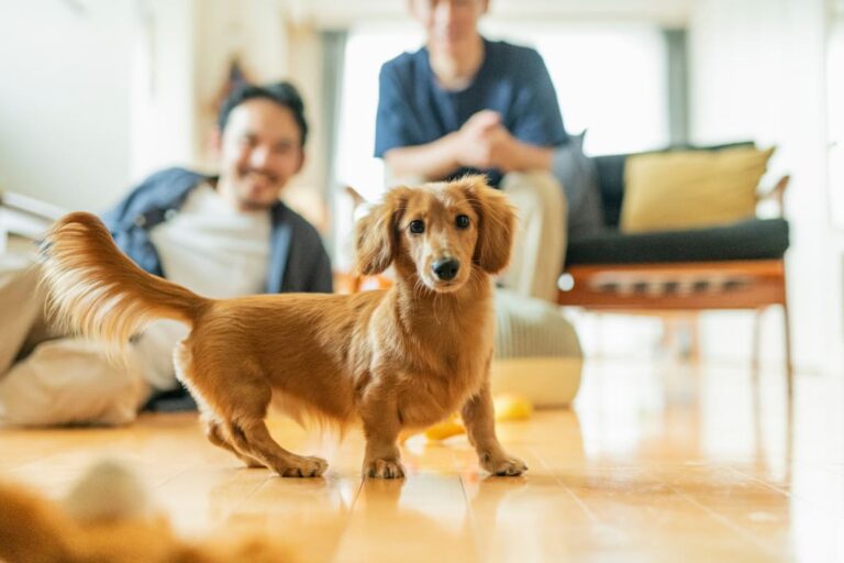 A long haired dachshund looks at the camera in the foreground, while his family is playing with him in the background