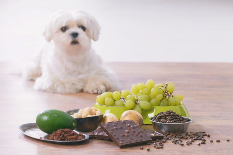 Small white dog in background of collection of foods that are bad for dogs, like grapes, chocolate, and avocado.