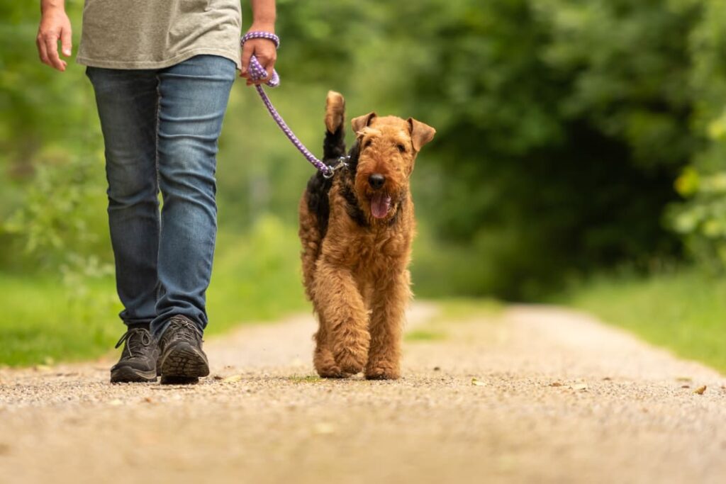 Person wearing jeans is walking dog on a leash