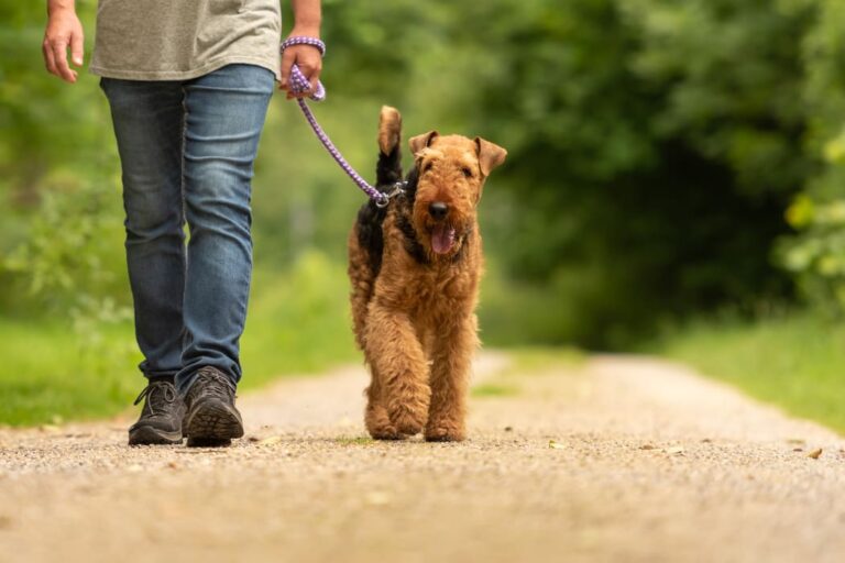 Person wearing jeans is walking dog on a leash