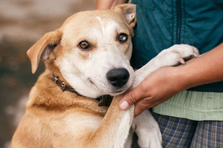 Dog hugging person