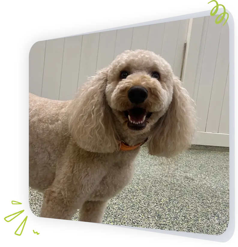 Dog at Paws Play Cleveland